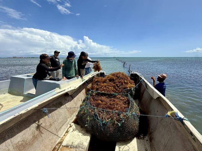 A group of people examining freshly harvested seaweed.