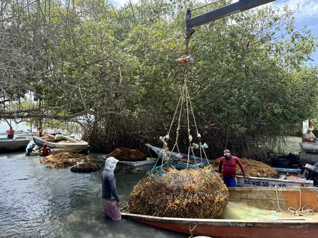 Harvesting seaweed.