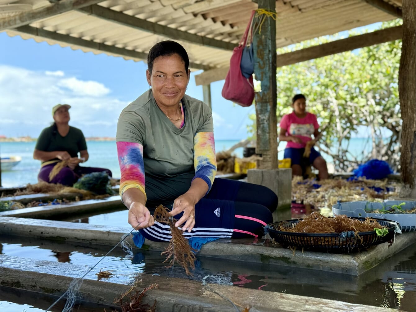 A woman seeding a seaweed line.