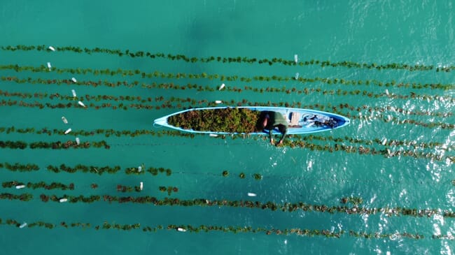 aerial view of person harvesting seaweed lines from a canoe