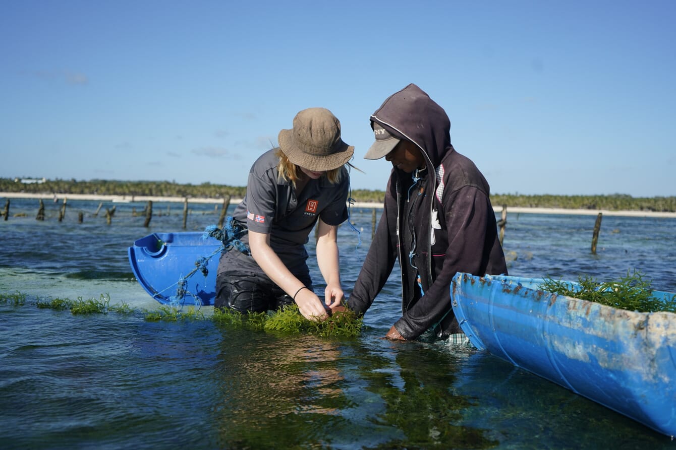 duas pessoas examinando linhas de algas marinhas em uma fazenda