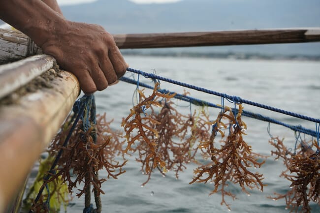 person putting seaweed seedlings into the water