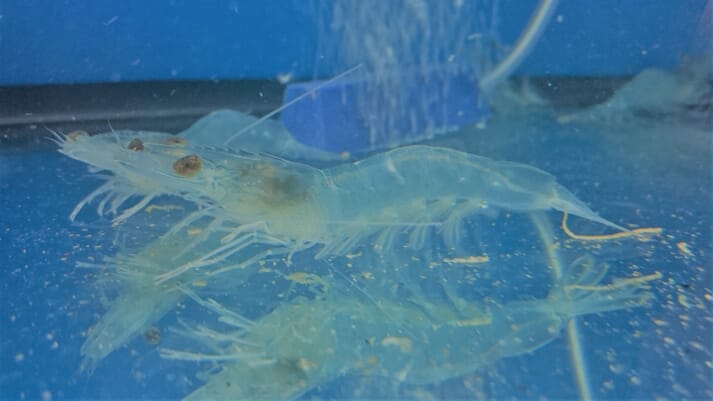Shrimp will be a key species for Pontus's new trials facility in Singapore