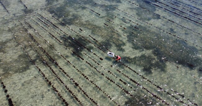 aerial view of a seaweed farm