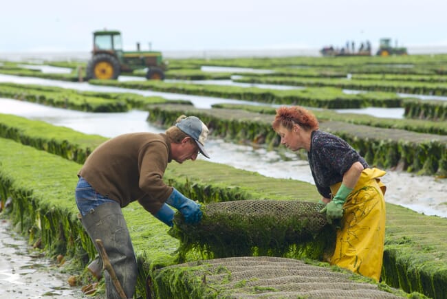 shellfish farmers flipping baskets