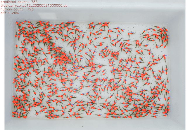 AI system counting tilapia fry