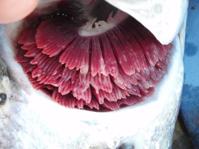 Gills of marine Atlantic salmon showing gill disease.