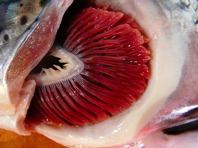 close-up of infected salmon gills