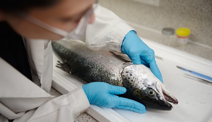 A dead salmon being examined in a laboratory