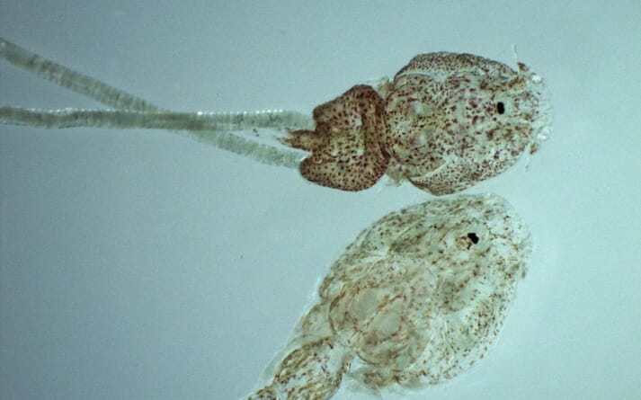 sea lice under a microscope