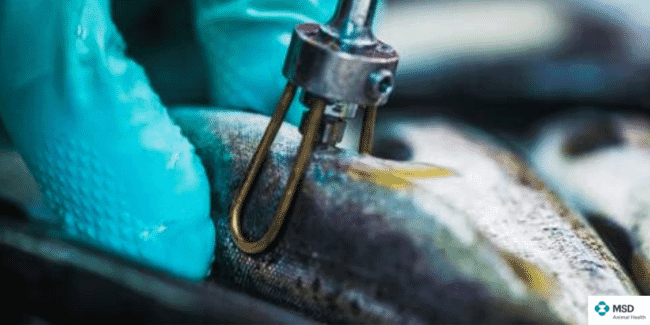 vaccinating fish smolt