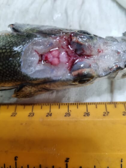 Brain congestion in diseased fish