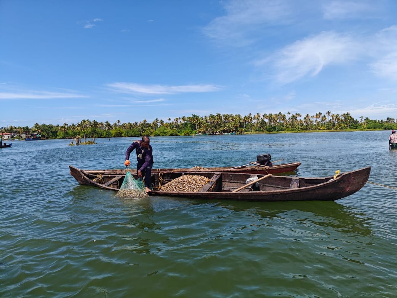 A fisherman on a boat capturing clams from a lake in India.