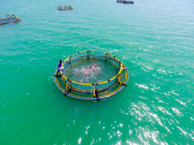 Ocean cage culture offers new possibilities for India's coastal areas