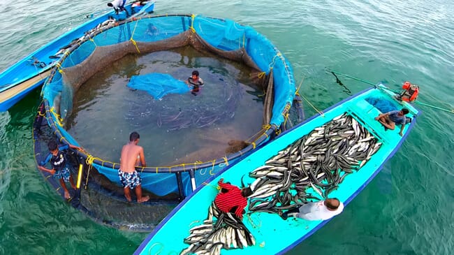 men harvesting fish from a small sea cage