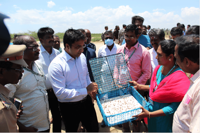 people looking at oyster spat