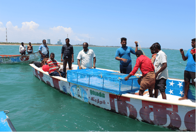 people dropping an oyster cage into the sea