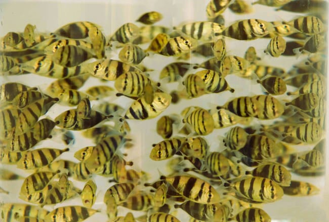 Golden trevally fry.