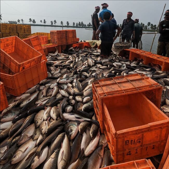 Carp left to asphyxiate after harvesting.