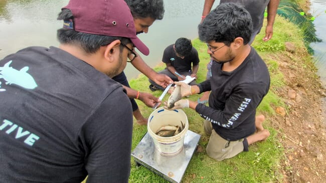 Fish Welfare Initiative workers measuring carp.