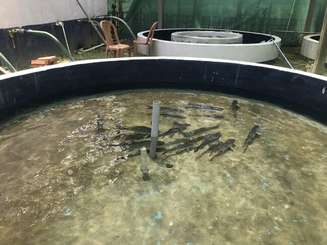 Fish in an aquaculture system.