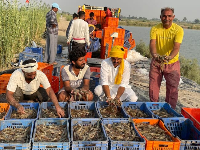 A group of Punjabi shrimp farmers.