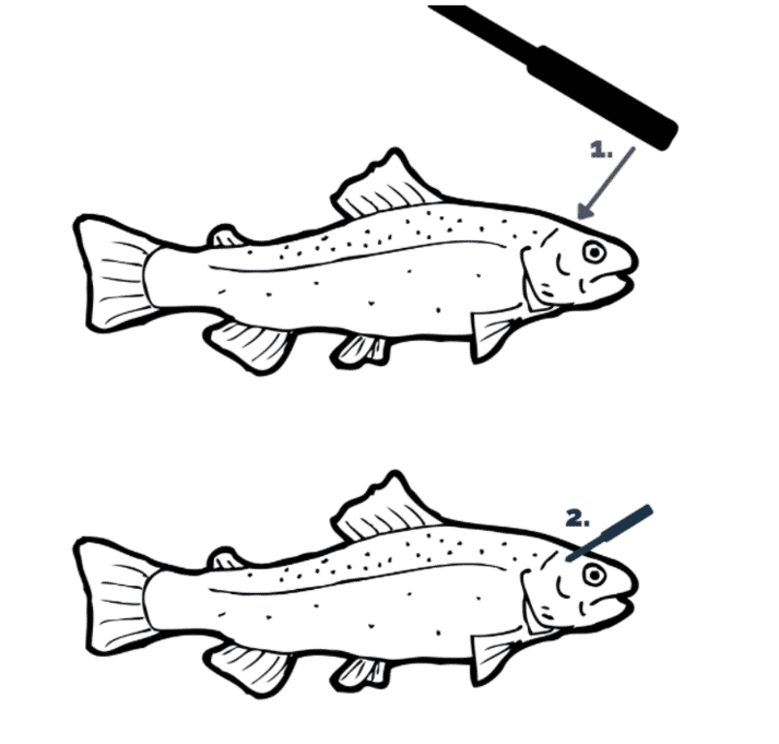 diagram showing two finfish