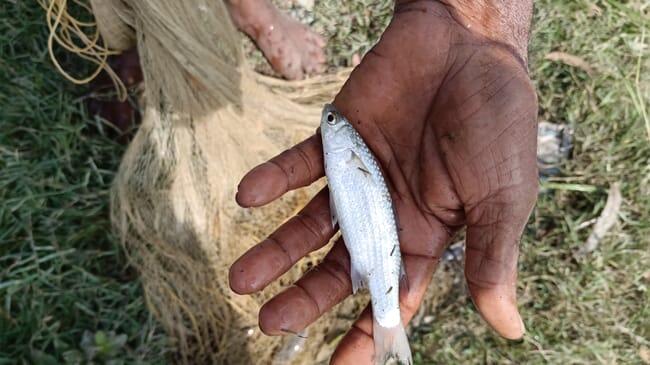 A small fish in the palm of someone's hand.