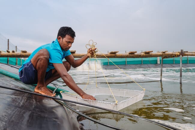 Man harvesting shrimp at shrimp farm