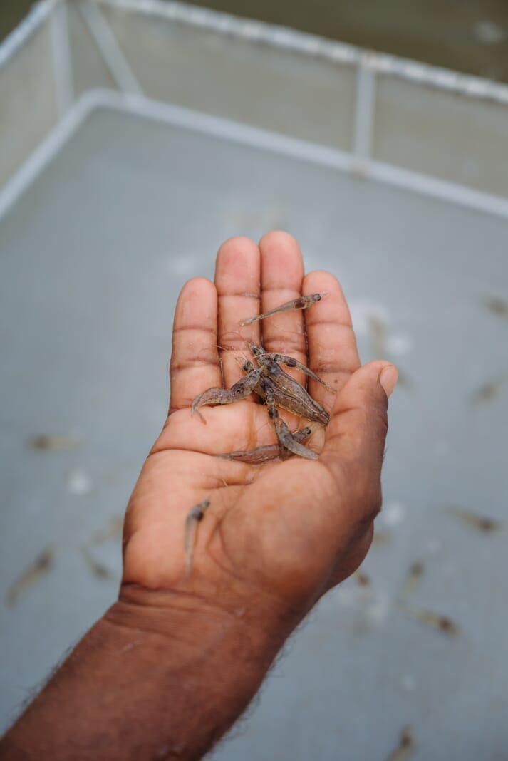 person holding juvenile shrimp