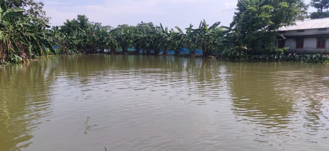 flooded fields