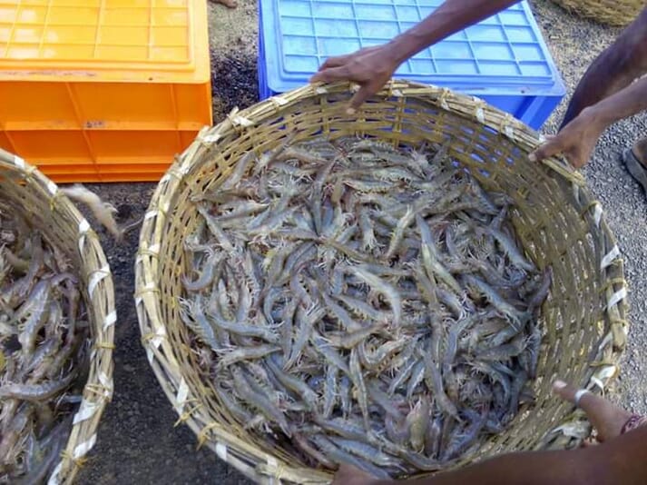 Large wicker basket holding live shrimp