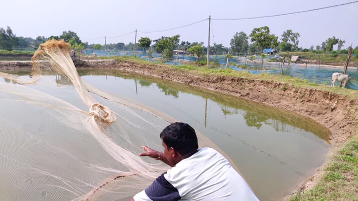 man throwing net into an open air shrimp pond