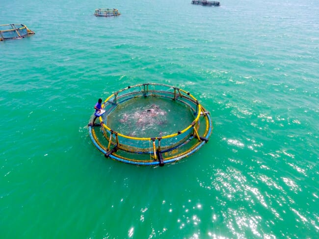 Aerial view of fish cages.
