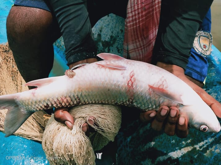 Person holding a carp over a net