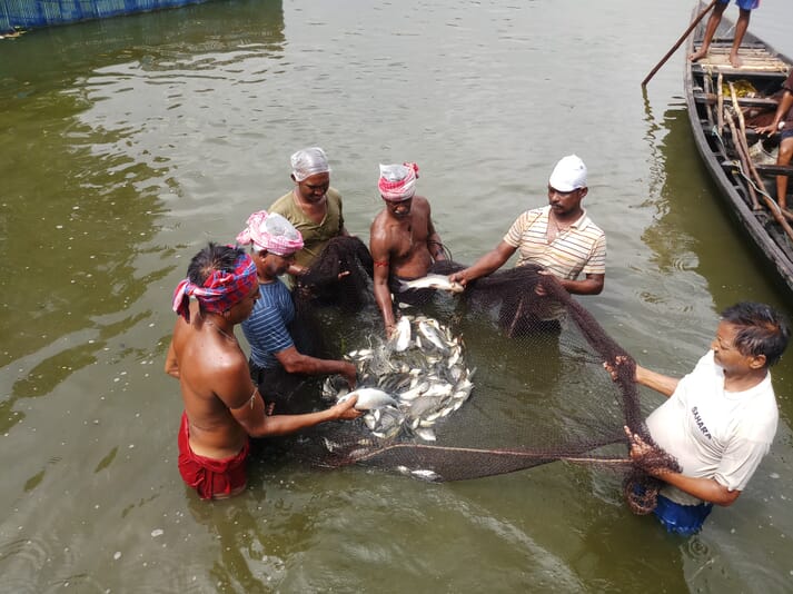 Carp farming is practiced in a variety of environments, including in wastewater from major cities such as Kolkata