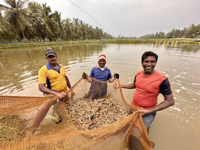 três criadores de camarão em pé em um lago com uma rede cheia de camarões colhidos.