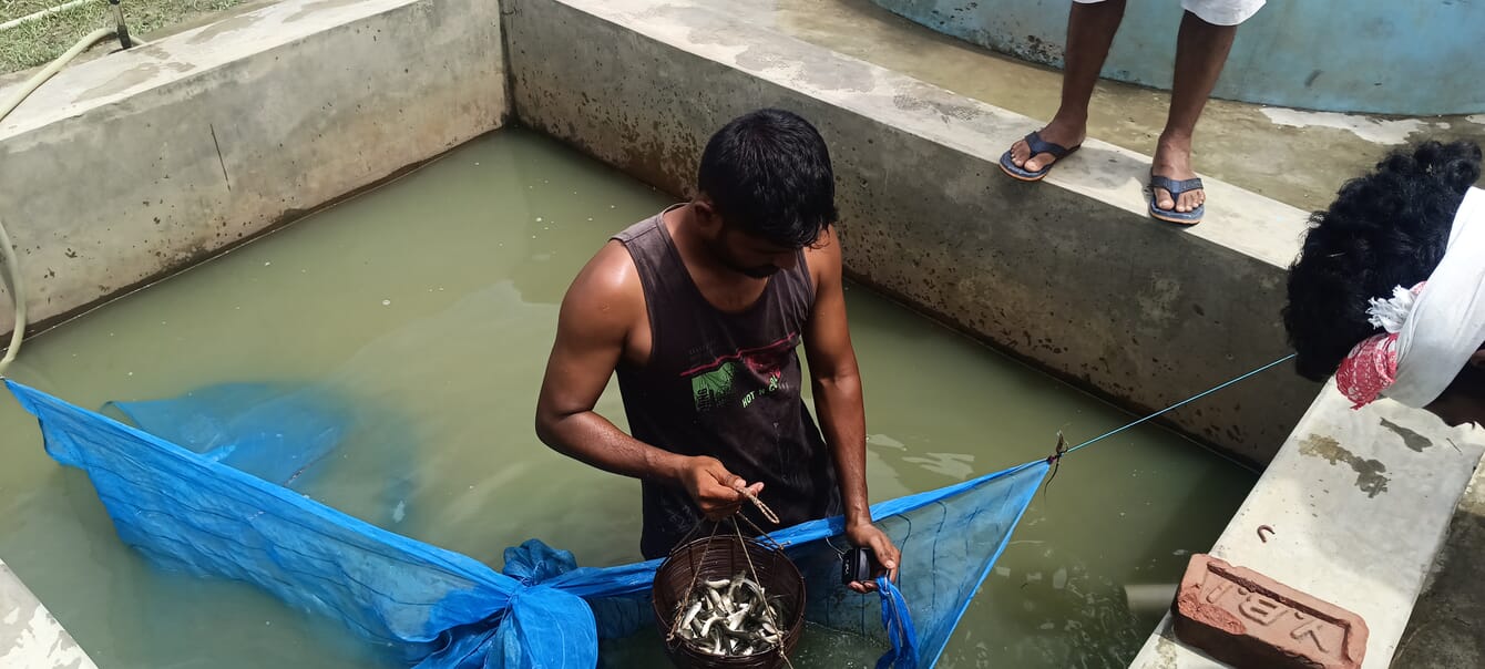 Farm workers collecting carp fry from a pond.