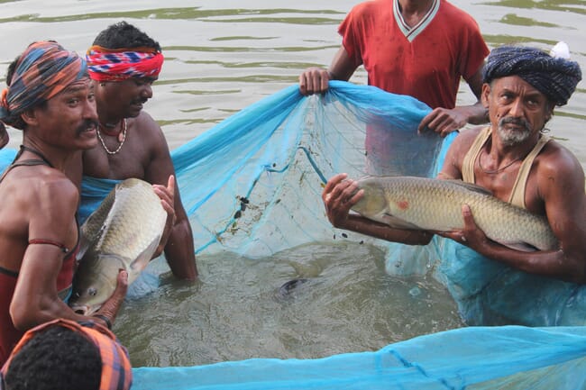 Piscicultores de pie en el agua capturando carpas con una red