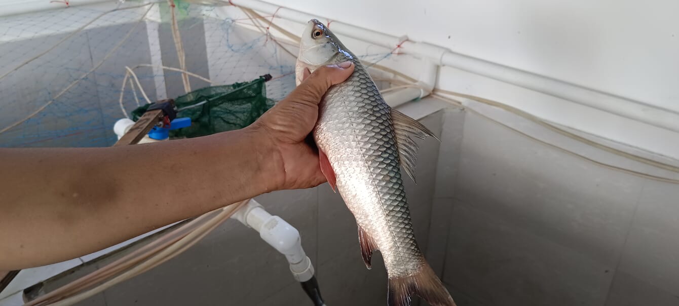 A man holding a grown freshwater fish in his hand.
