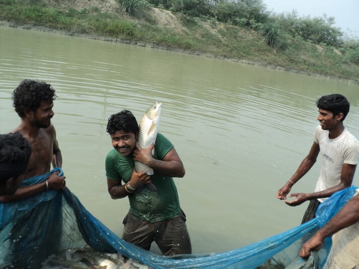 group of men harvesting fish