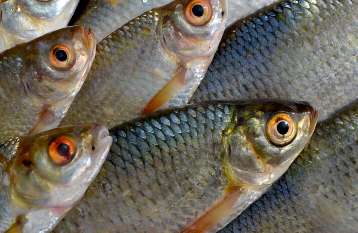 Rohu, a species of Indian major carp, is one of the most widely farmed fish in the world