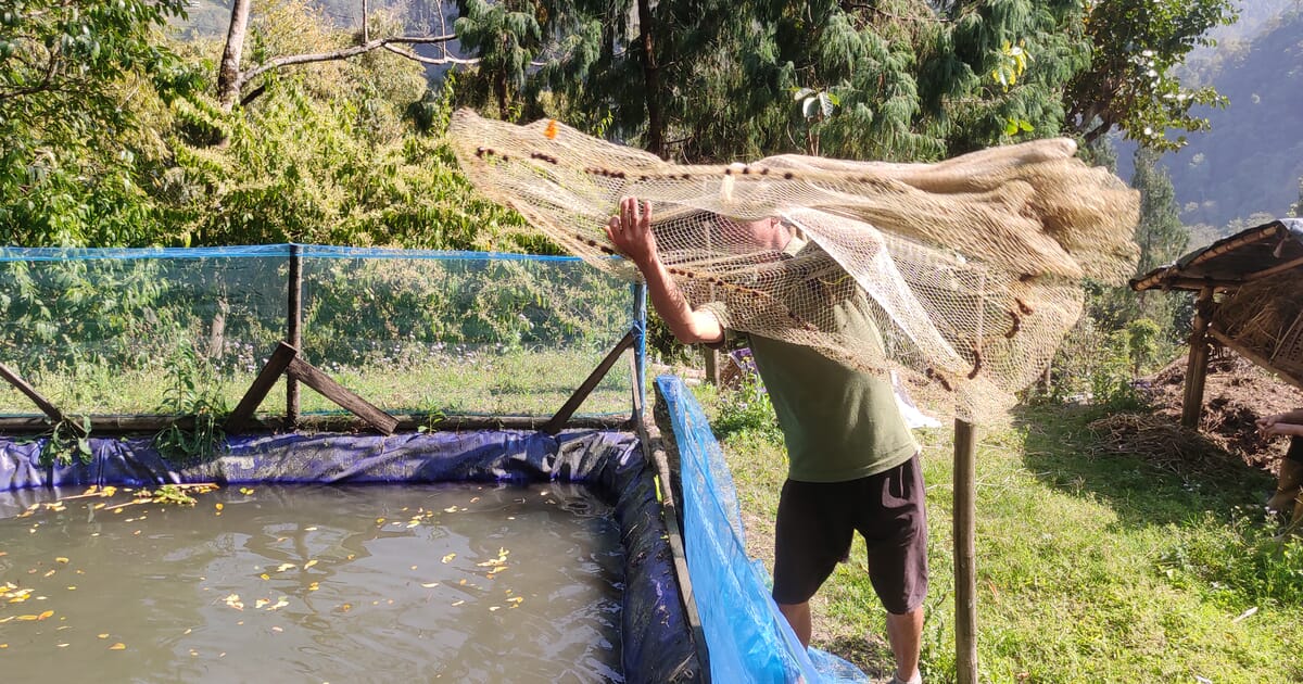 A look at Darjeeling's cold water carp farming system