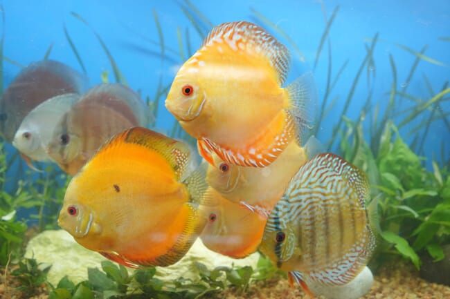 Discus ornamental fish