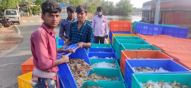 Homens jovens enchendo caixas plásticas com camarões colhidos