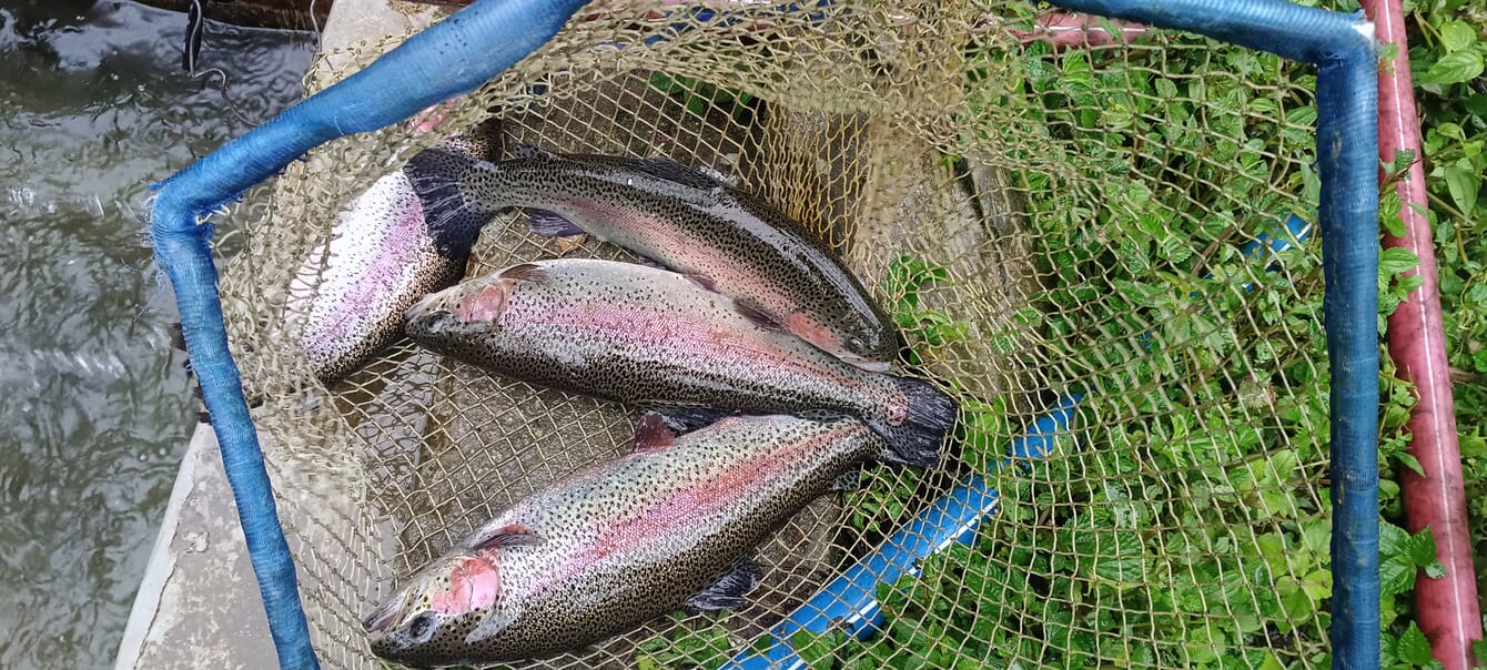 a net full of trout