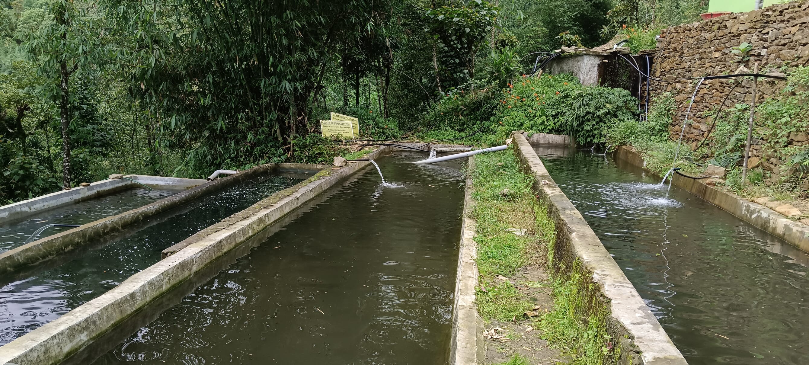 India’s thriving trout farming scene | The Fish Site