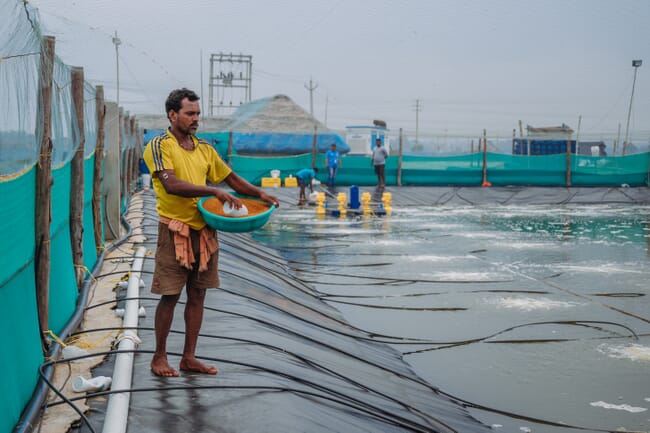 Homem alimentando camarões ao lado de uma lagoa