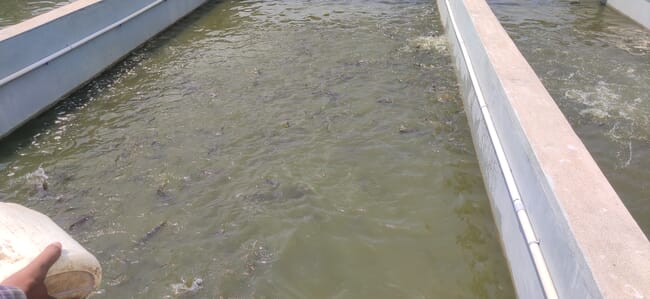 concrete tilapia pond