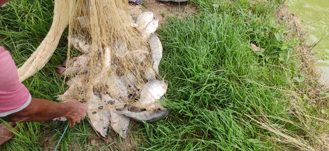 tilapia in a net